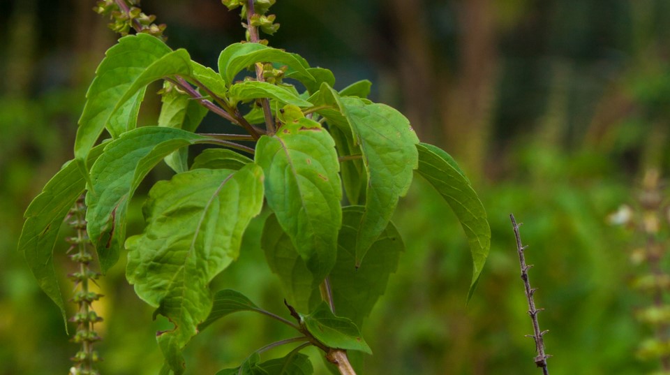 Holy Basil (Tulsi)